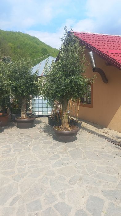 Amenajări șpați verzi preț accesibil livrare gratuită