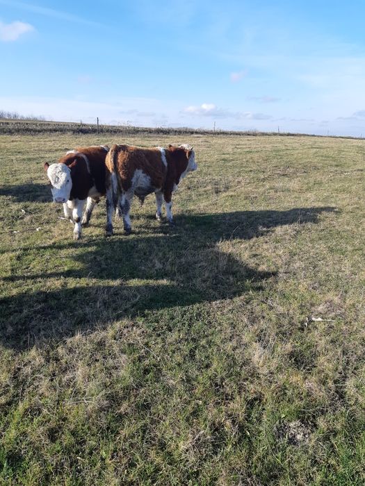 Vand 6 taurasi baltati