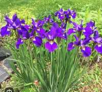 Rasaduri de Iris (stanjenel) mov violet