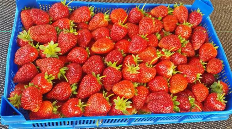 Продавам коренчета целогодишни ягоди два сорта Murano и малга