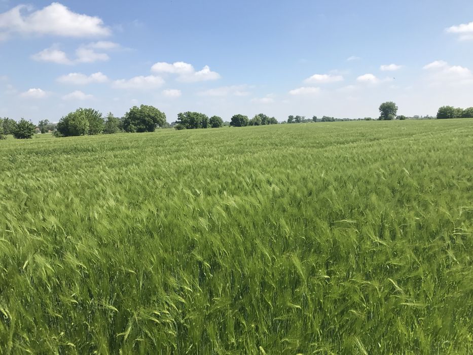 Сенаж , Силаж ,  Ливадно Сено, Слама