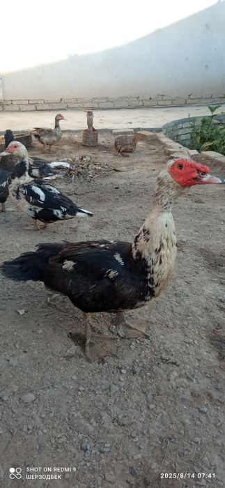 Индутка сотилали