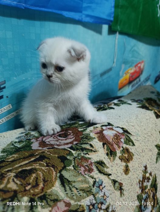 Продам милых и нежных  котят