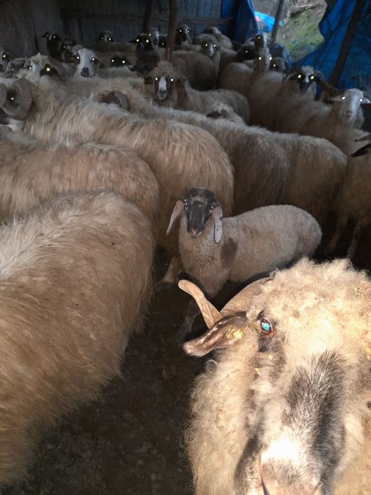 Vând oi rasa Breaze de ținut oile