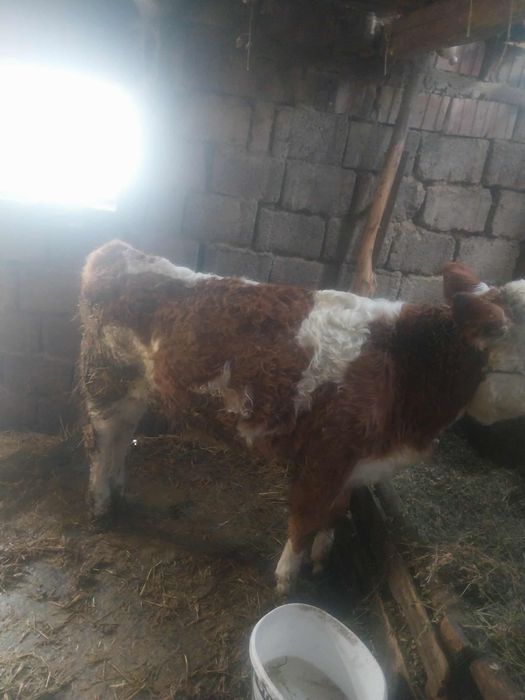 Vând vitea tânăra