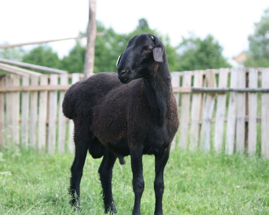 Продам овец баранов