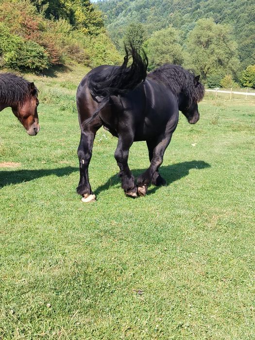 Vând urgent  armăsar negru, calul are 4 ani