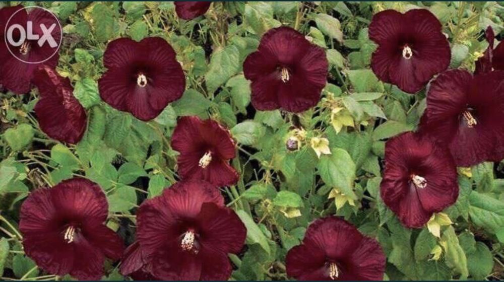 Vând hibiscus     .