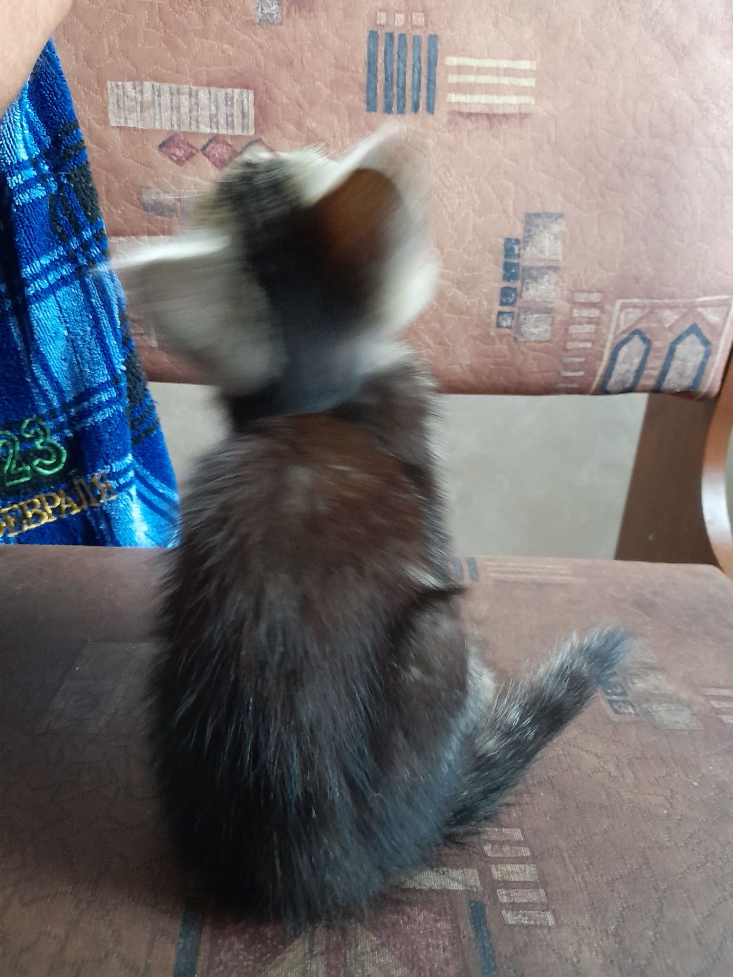 Отдам умных котят