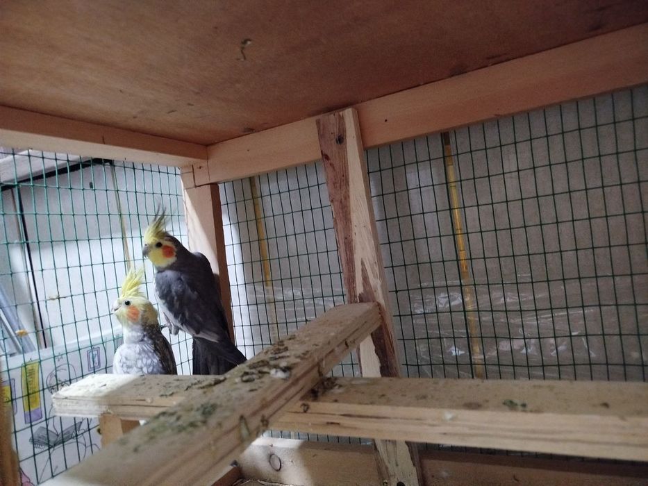 Korella sotiladi 2 dona