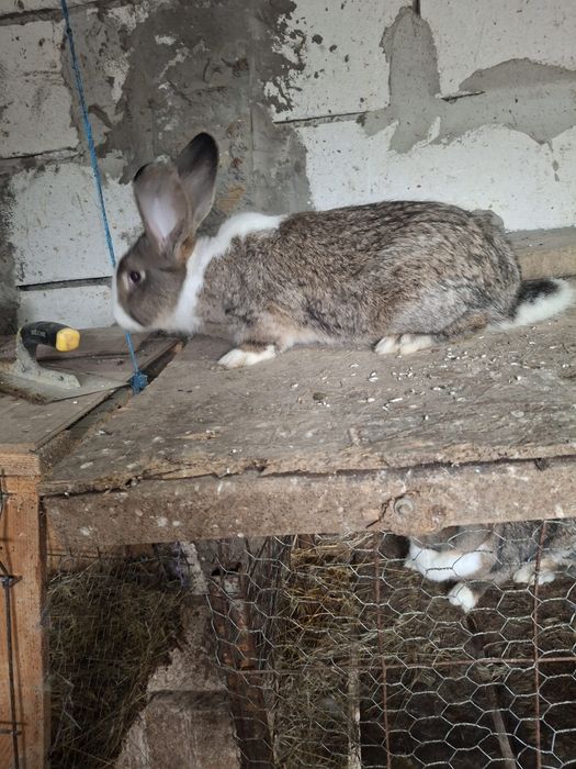 Vând epurii de rasaa