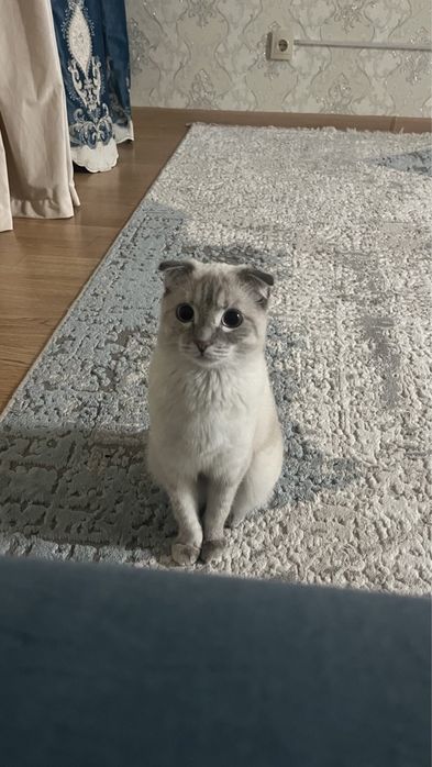 кошка породистая