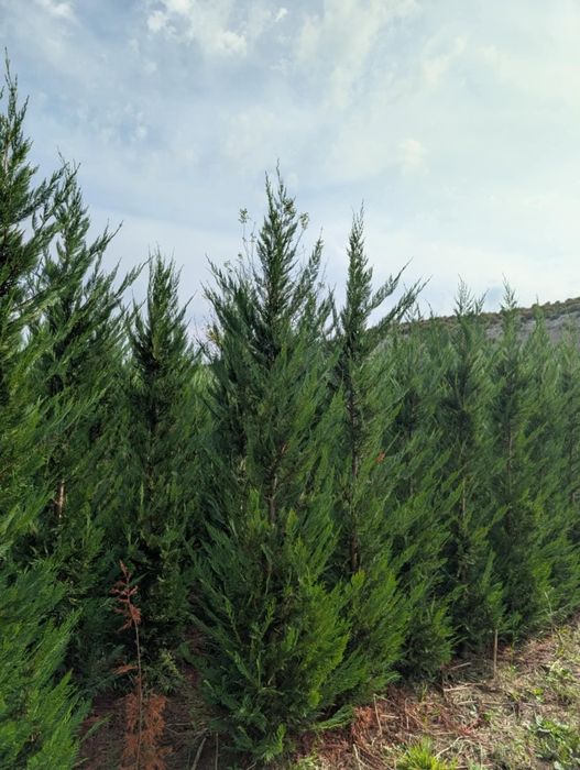 Cupressus leylandii 2.5m - 3m gard viu verde veșnic natural/ en-gros