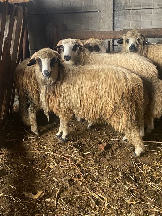 Vând 7 mieii  toți sunt berbecuți