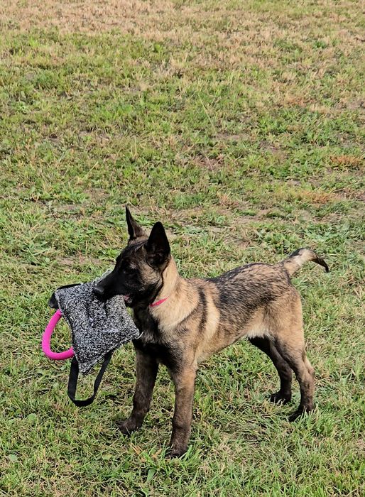 Ciobănesc belgian malinois cu pedigree