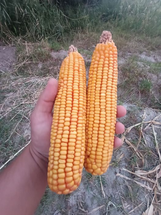 Сотилади Makkajoʻxori Маккажухори PL-700