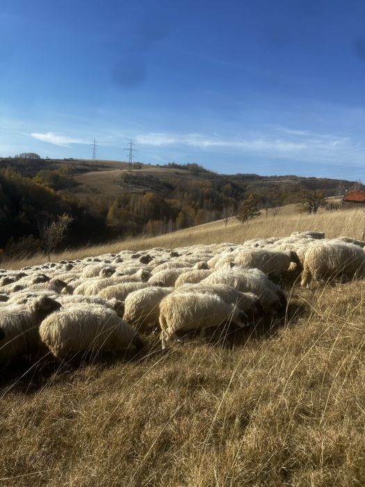 vand 80-100 de oi Poiana Buchin