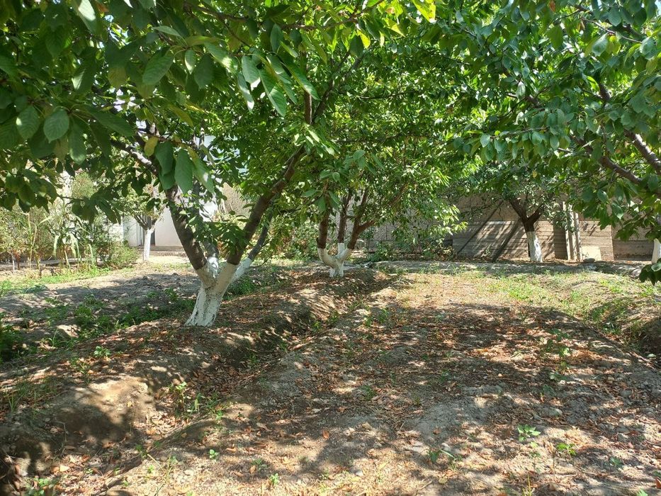 Киргули Табассум 5 Сотихлик Ер,Чек Атрофи уралган