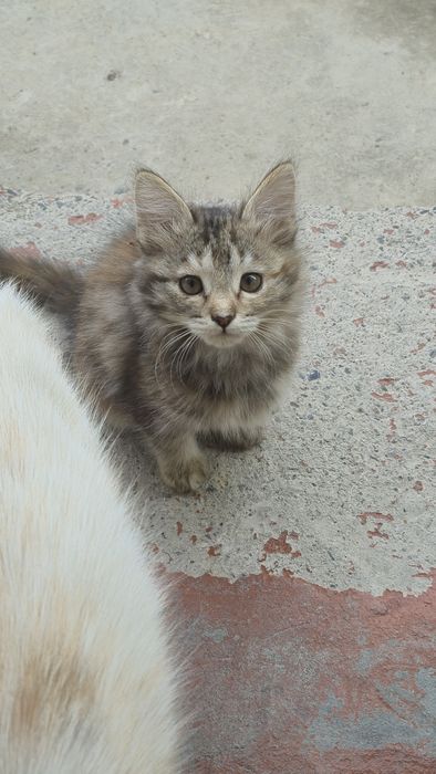 Мушуклар бор, озингиз уйдан келиб олиб кетасиз.