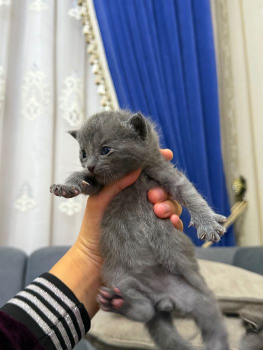 Котята (Шотландские вислоухие)
