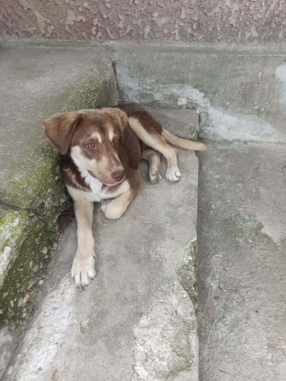 Catelusa pentru adoptie varsta 5 luni