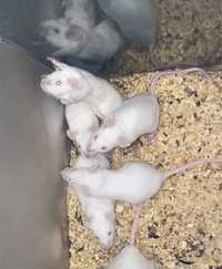 Мыши кормовые
