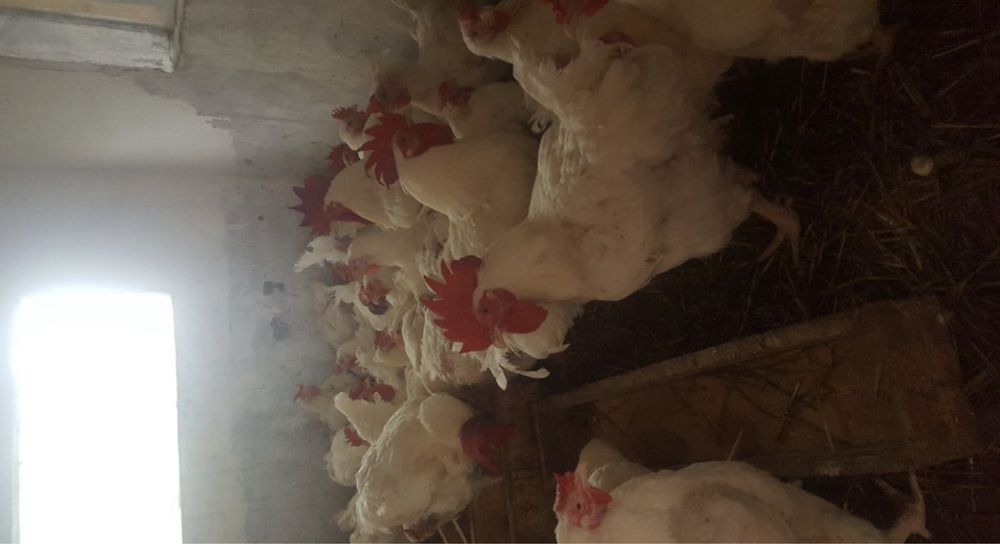 Vand gaini albe mai multe detalii in privat