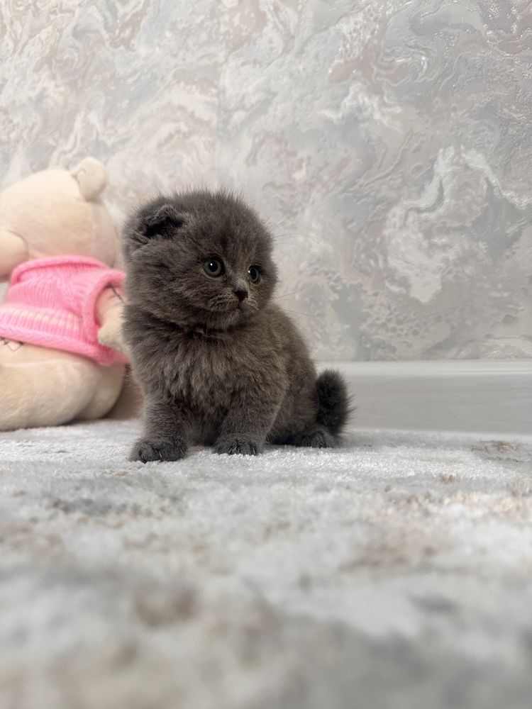 Скотиш фолд Котята