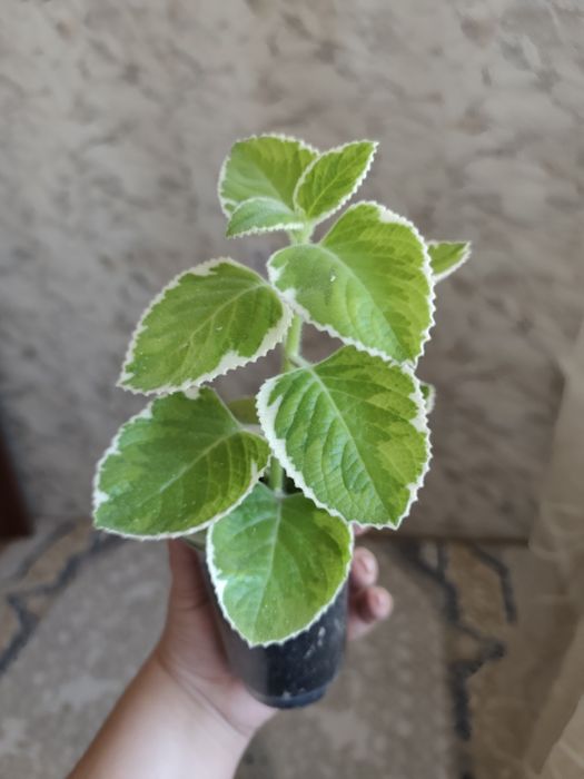 Комнатные растения