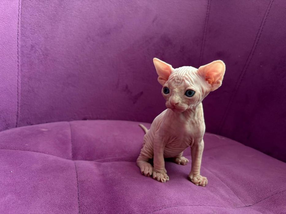 Продаются чистокровные канадские сфинксы