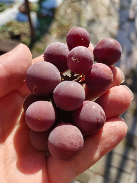 Продам дачу, садоводство Клен, имеется прописка, свет, 3-я улица от вь