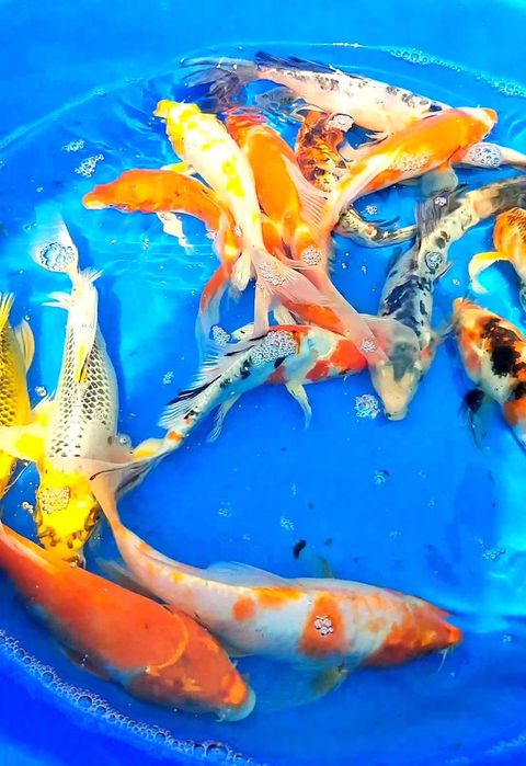 Crapi koi buterfly, standard si long fin