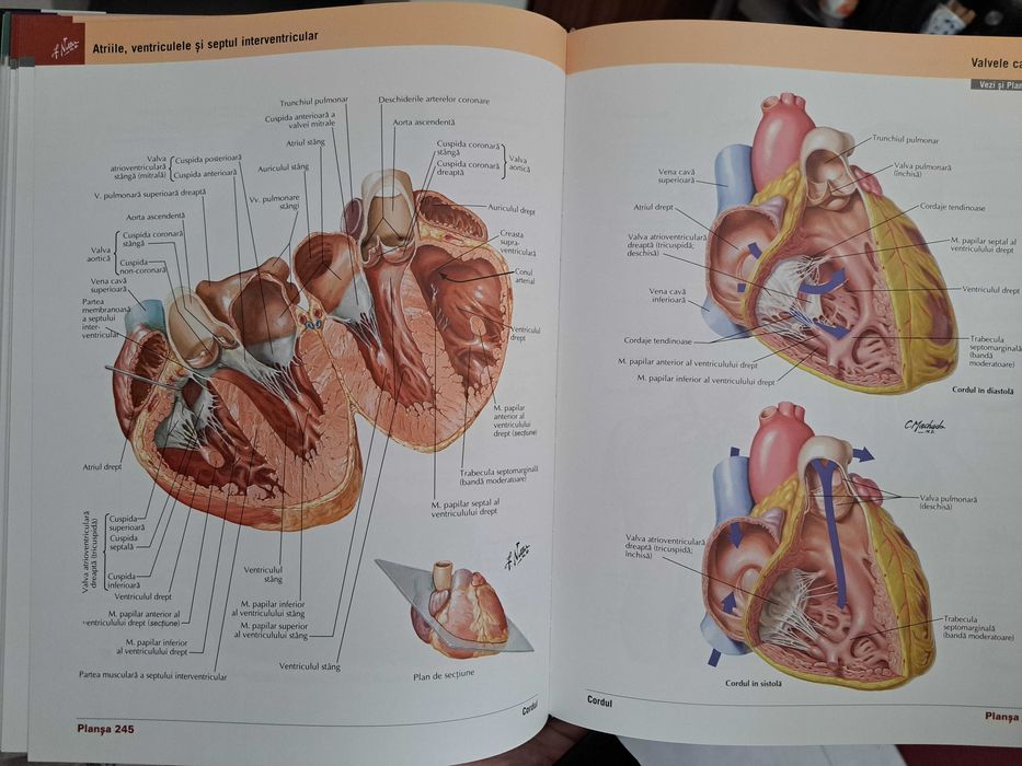 Vând Atlas Netter de Anatomie a omului, ed.8,nou,predare personală