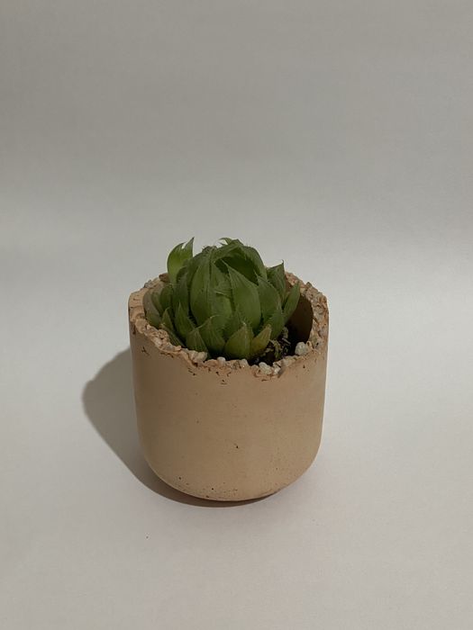 decor gul ofis uy guli