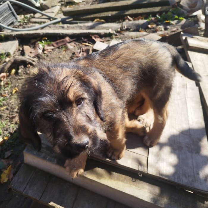 Подаряват се малки кученца!