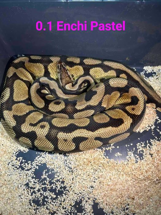 BALL PYTHON - Enchi Pastel - (0.1-женски).