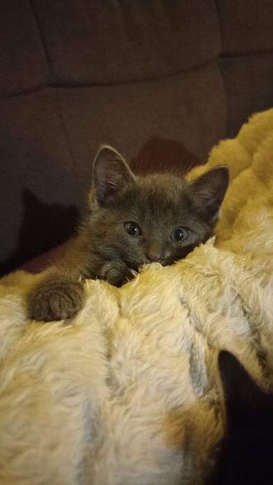 Продам котенка, метис с британцем
