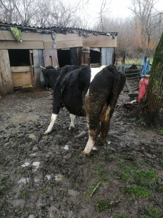 Vacă de vânzare pentru abator