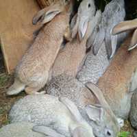 Продам крольчат порода домашние
