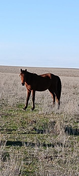 Малдануга тай сатылады