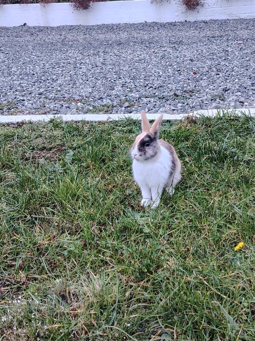 Vând iepuri de rasă pitici