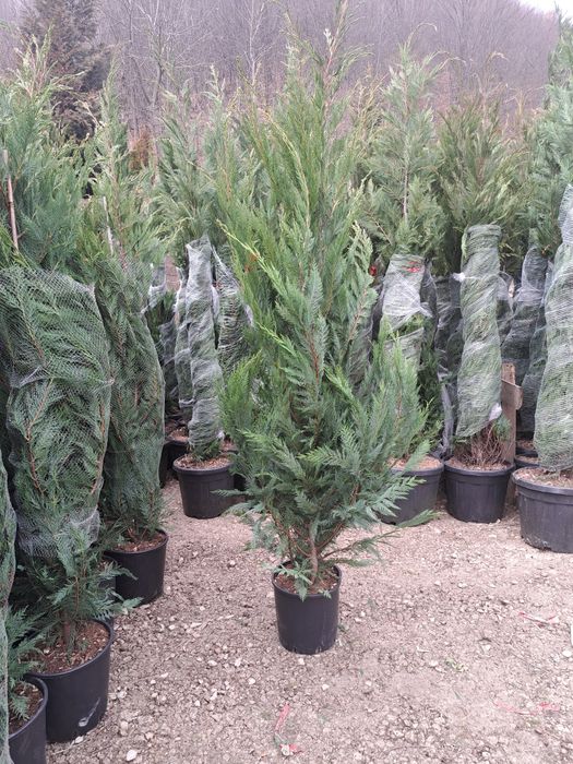 Tuia Leylandy crescuți la ghiveci