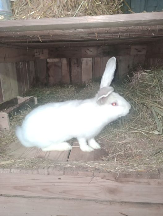 Iepurita tanara de vanzare