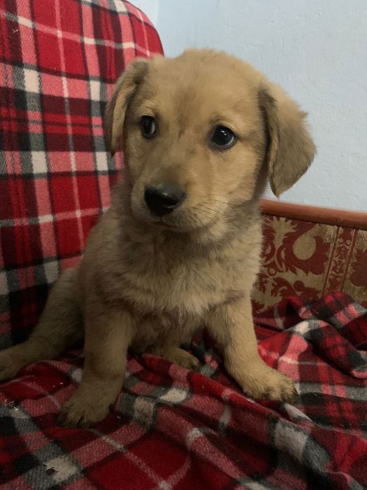 Dau spre adoptie 2 fete si un baiat are 2 luni