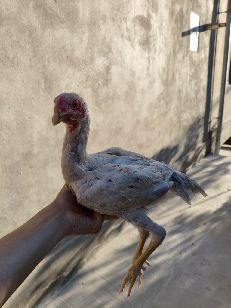Dakan joja xoroz sotiladi oq shamo
