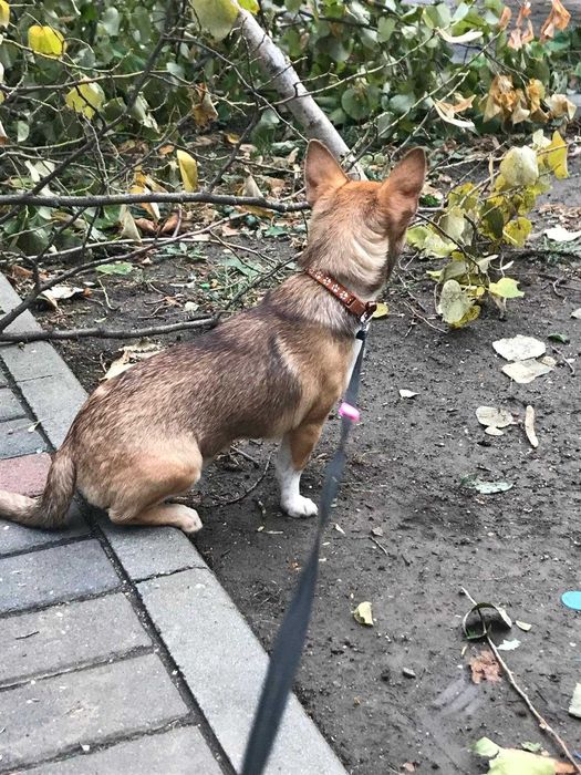 Chihuahua varianta mini