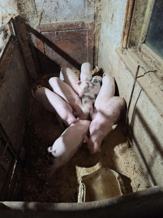 Малки прасета на 50 дни отбити