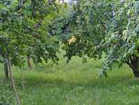 Prune de vânzare