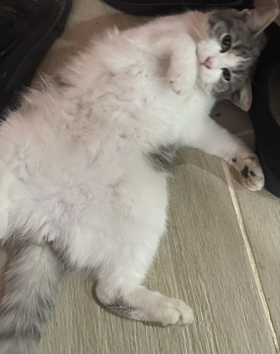 Подарявам малки котета.