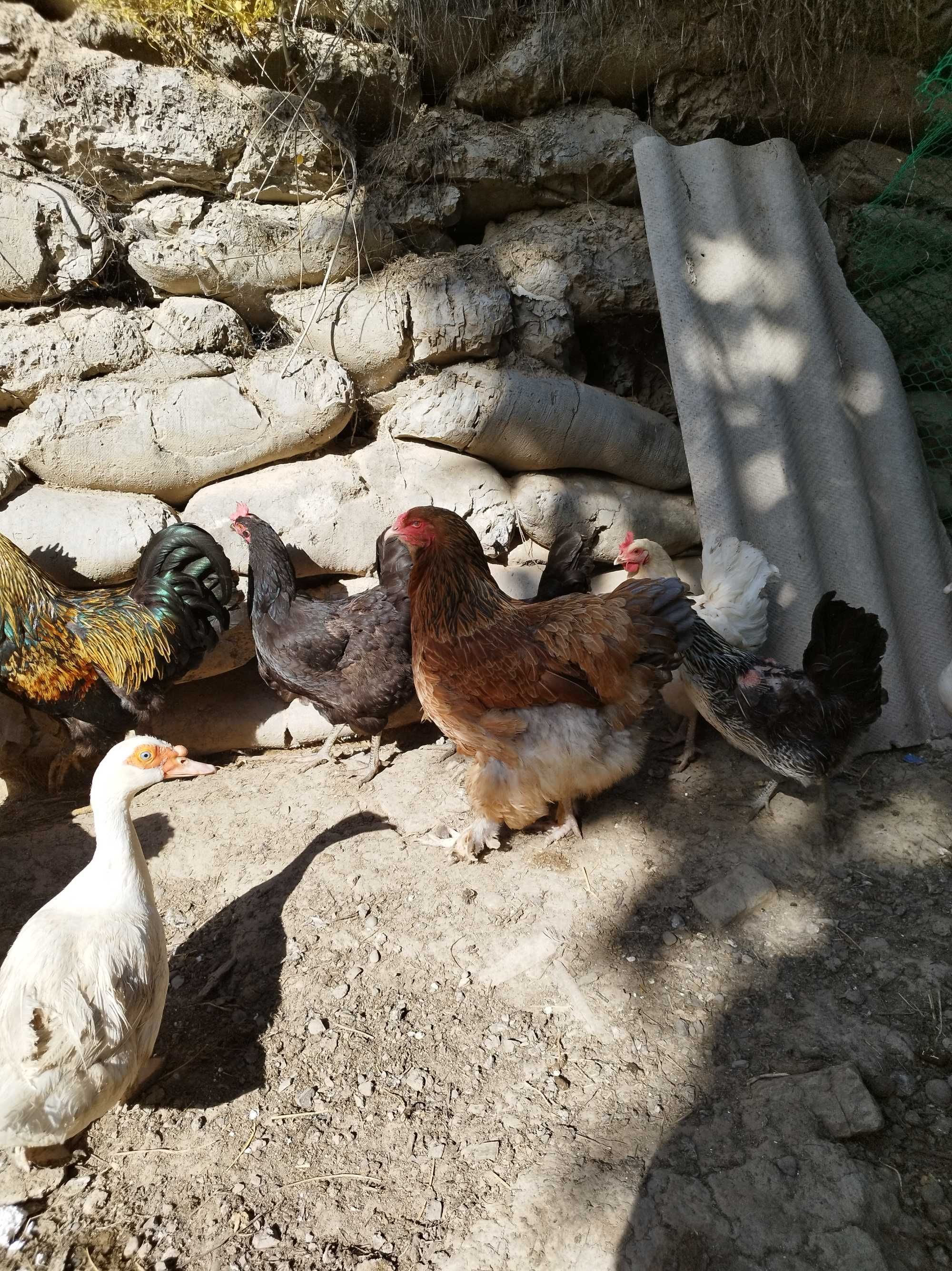 Продам курицу брама